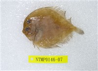 藏品(繁星鮃)的圖片